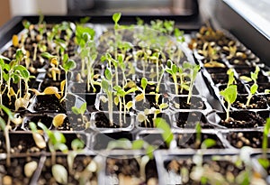 Bean plant sprouts, growing through the soil's surface.AI Generated